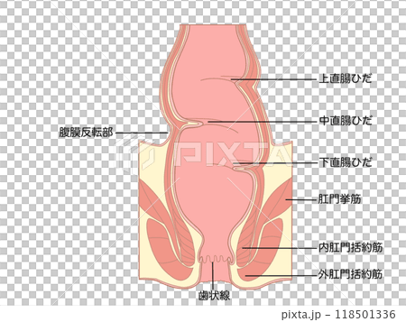 Anatomy and physiology of the digestive system: Rectum and anus structure 118501336