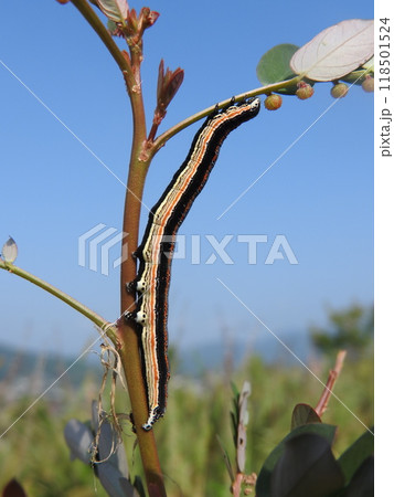 コミカンソウなどを食草とする蛾「ナカグロクチバ」の幼虫 118501524