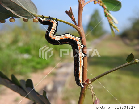 コミカンソウなどを食草とする蛾「ナカグロクチバ」の幼虫 コミカンソウなどを食草とする蛾「ナカグロクチバ」の幼虫 118501527