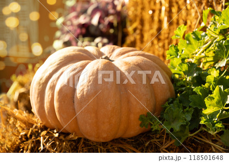 Colorful orange pumpkin piled on hay bales at rural farm market in autumn sunlight. Sale fair for Halloween. Seasonal holidays Thanksgiving day . Close up. Colorful orange pumpkin piled on hay bales at rural farm market in autumn sunlight. Sale fair for Halloween. Seasonal holidays Thanksgiving day . Close up. 118501648