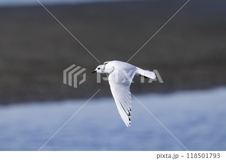 ズグロカモメの飛翔 118501793