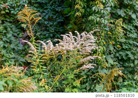 The beauty of the autumn landscape in the early morning  118501810