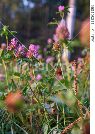 The beauty of autumn flowers in the sunlight The beauty of autumn flowers in the sunlight 118501899