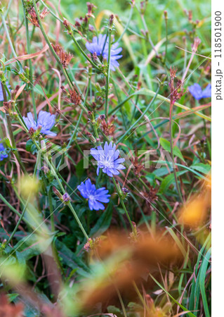 The beauty of autumn flowers in the sunlight The beauty of autumn flowers in the sunlight 118501900
