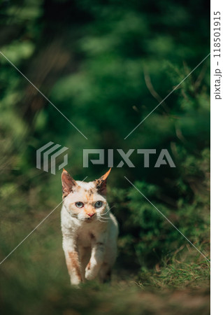 Curious Funny Cute Beautiful Playful Devon Rex Cat Walking. Devon Rex Cat With Cream Fur Color On Walking Gracefully Under Rain. Green Eyes. Amazing Happy Pets. Grace Of Cats Curious Funny Cute Beautiful Playful Devon Rex Cat Walking. Devon Rex Cat With Cream Fur Color On Walking Gracefully Under Rain. Green Eyes. Amazing Happy Pets. Grace Of Cats 118501915