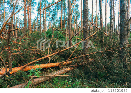 Windfall in forest. Storm damage. Fallen trees in coniferous forest after strong hurricane wind 118501985