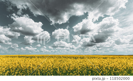 Summer, Flowering Canola, Rape, Rapeseed, Oilseed, Biodiesel Crop. Agricultural Background Summer, Flowering Canola, Rape, Rapeseed, Oilseed, Biodiesel Crop. Agricultural Background 118502000