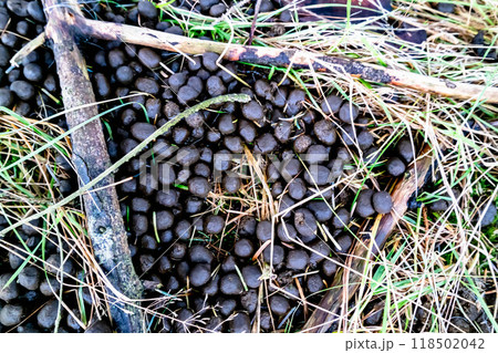 Hare droppings, bay leaves in the grass Hare droppings, bay leaves in the grass 118502042