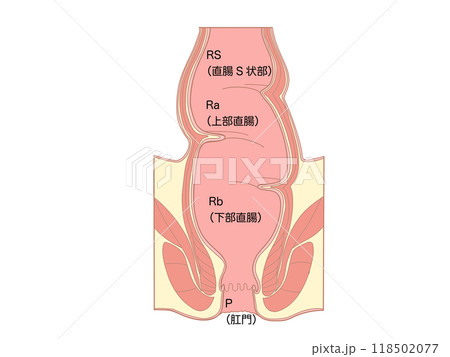 消化器の解剖生理 直腸と肛門 文字ありのイラスト素材 [118502077] - PIXTA