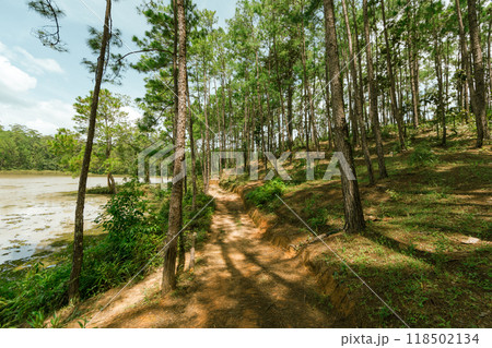 Pine forest 118502134