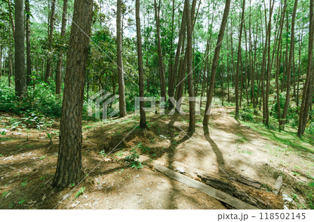 Pine forest 118502145