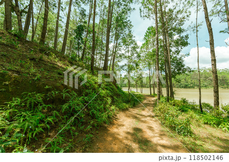 Pine forest 118502146
