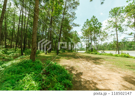 Pine forest Pine forest 118502147