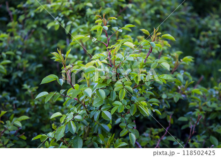 Lovely green leaves from rose against background. 118502425