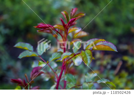 Lovely green and red leaves from rose against background. 118502426