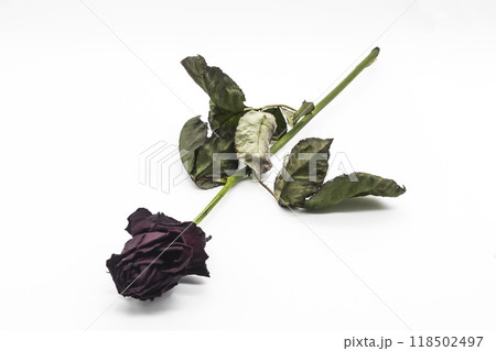 A red (purple) dry rose on a white background. A red (purple) dry rose on a white background. 118502497