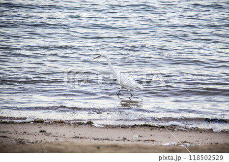 Egyptian heron walk in the dirty sea in the Hurghada in the Egypt. The white bird in the sea on the beach Egyptian heron walk in the dirty sea in the Hurghada in the Egypt. The white bird in the sea on the beach 118502529
