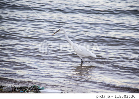 Egyptian heron walk in the dirty sea in the Hurghada in the Egypt. The white bird in the sea on the beach Egyptian heron walk in the dirty sea in the Hurghada in the Egypt. The white bird in the sea on the beach 118502530