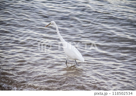 Egyptian heron walk in the dirty sea in the Hurghada in the Egypt. The white bird in the sea on the beach 118502534