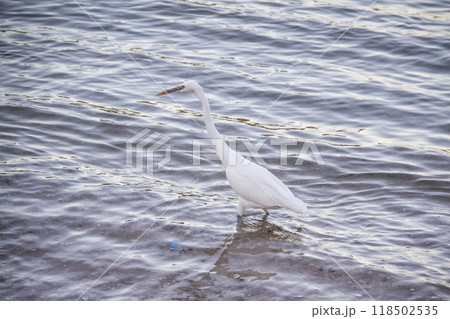 Egyptian heron walk in the dirty sea in the Hurghada in the Egypt. The white bird in the sea on the beach Egyptian heron walk in the dirty sea in the Hurghada in the Egypt. The white bird in the sea on the beach 118502535