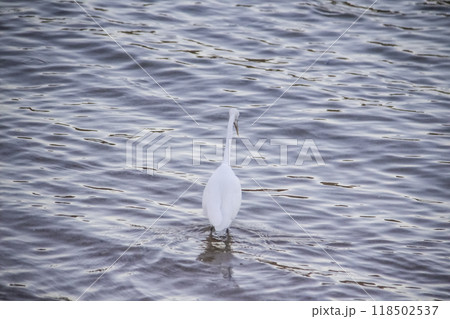 Egyptian heron walk in the dirty sea in the Hurghada in the Egypt. The white bird in the sea on the beach 118502537