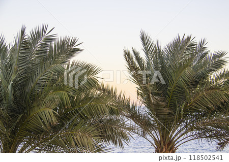 Green palm trees with green leaves on the beach against sea background 118502541