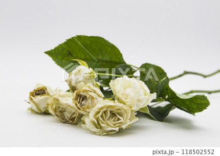 Beautiful wilted white roses against white background 118502552