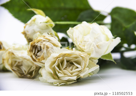 Beautiful wilted white roses against white background Beautiful wilted white roses against white background 118502553