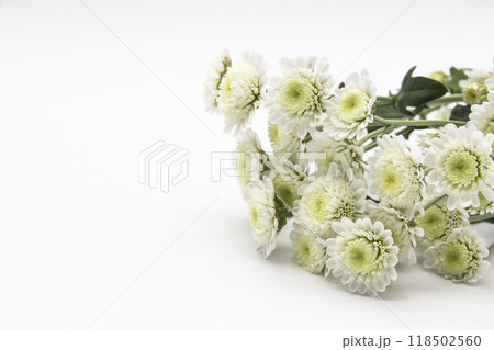 White chrysanthemum flower in bloom. Flower blooming isolated with copy space. Beautiful flowers against background. 118502560