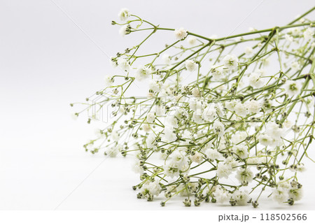 A gypsophila -a small white flowers on the white background. Beautiful floral composition with gypsophila. 118502566