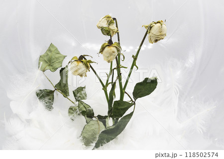A white dry roses on a white background. The dead bouquet from roses. 118502574