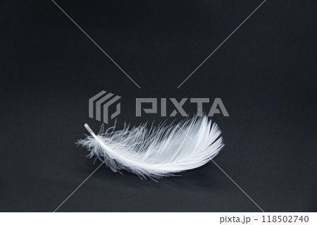 A single white feather isolated on a black background 118502740