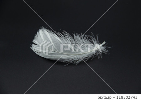 A single white feather isolated on a black background 118502743