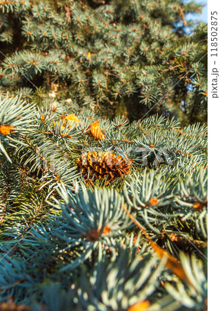 Lush Christmas tree in the sunlight  118502875