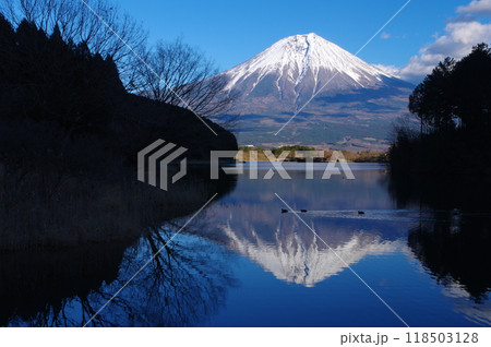 田貫湖畔から望む冬の富士 118503128