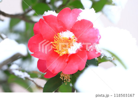 雪をかぶったサザンカの花　 118503167