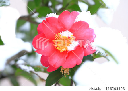 雪をかぶったサザンカの花　 118503168