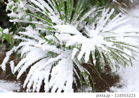 雪をかぶったシュロの葉 118503223