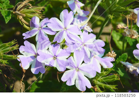 クサキョウチクトウ クサキョウチクトウ 118503250