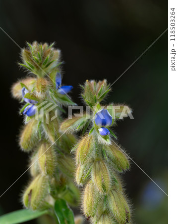 狸のようなタヌキマメ 118503264