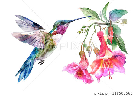 Watercolor painting of a vibrant hummingbird hovering near a blooming red hibiscus flower, showcasing delicate wings and vivid nature details. Bird, Wildlife Animals. 118503560