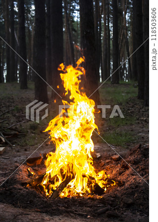 Amazing fire in the forest against a trees background. Bonfire in the forest. Orange flame of a fire Amazing fire in the forest against a trees background. Bonfire in the forest. Orange flame of a fire 118503606