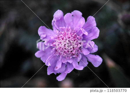 花が少なくなってきた秋に可憐なマツムシソウの花を見る 花が少なくなってきた秋に可憐なマツムシソウの花を見る 118503770