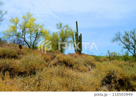 Central Sonora Desert Arizona Central Sonora Desert Arizona 118503949