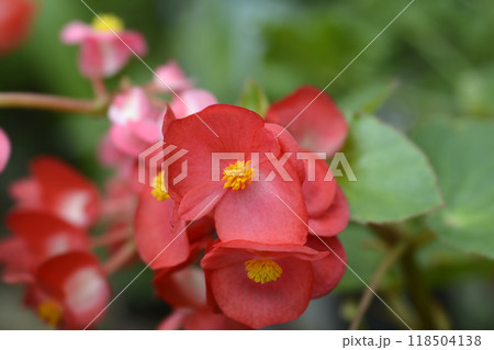 Dragon Wing Red begonia 118504138