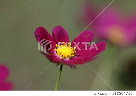 秋風に揺れて咲く 118504716