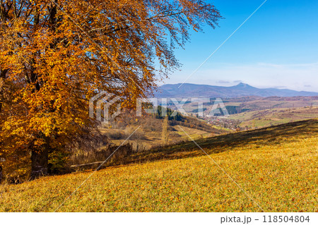 sunny autumn day in mountains. wonderful views of carpathian rural landscape. trees in colorful foliage and grassy meadow on the hillside. ridge in the distance beneath a blue sky with clouds 118504804