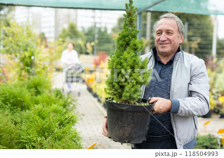 Happy mature male buyer in casual wear holding pot with Cupressus Goldcrest Wilma in outdoor plant market 118504993