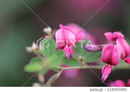 中秋の名月に供える花 中秋の名月に供える花 118505092