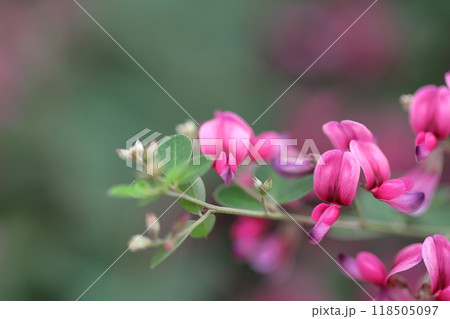 中秋の名月に供える花 中秋の名月に供える花 118505097